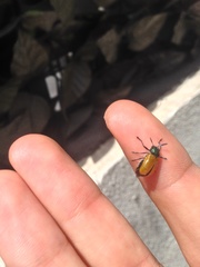 Labidostomis