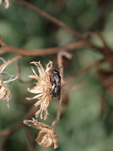 iNaturalist observation photo of Zadontomerus