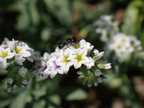 iNaturalist observation photo of Zadontomerus