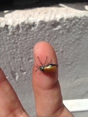 Labidostomis