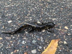 Ambystoma tigrinum