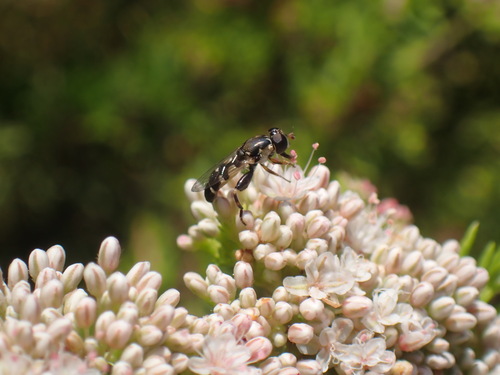 iNaturalist observation photo of Thick-legged Hover Fly