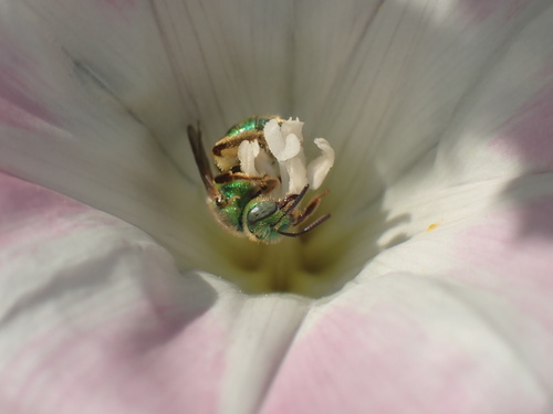 iNaturalist observation photo of Agapostemon