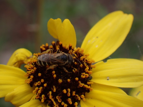 iNaturalist observation photo of Ligated Furrow Bee