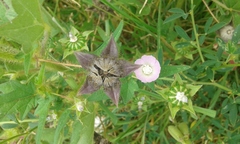 Anoda cristata
