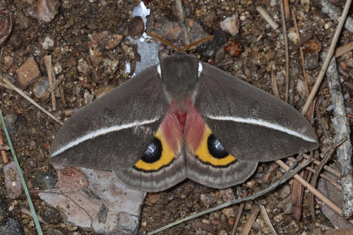 Automeris zephyria