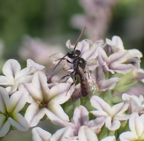 iNaturalist observation photo of Metallic Sweat Bees