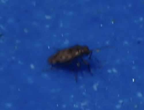 iNaturalist observation photo of Plant Bugs