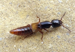 Megalinus flavocinctus