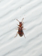 Vacusus vicinus