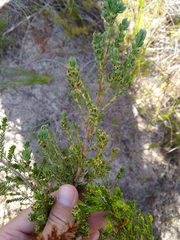 Cliffortia polygonifolia polygonifolia
