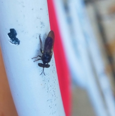 Cerotainia macrocera