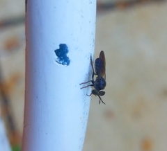 Cerotainia macrocera