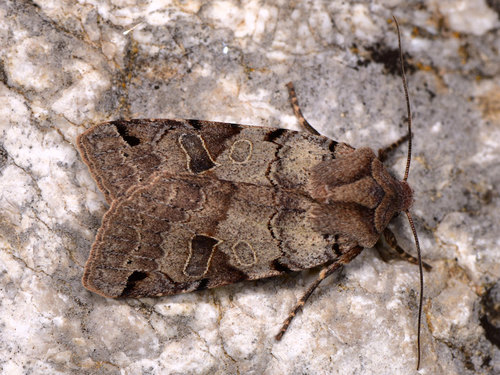 Brown-spot Pinion