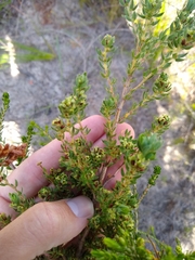 Cliffortia polygonifolia polygonifolia