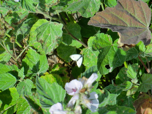 Pieris rapae