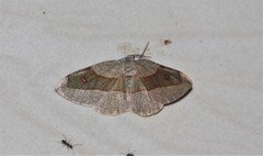 Hypochrosis hyadaria