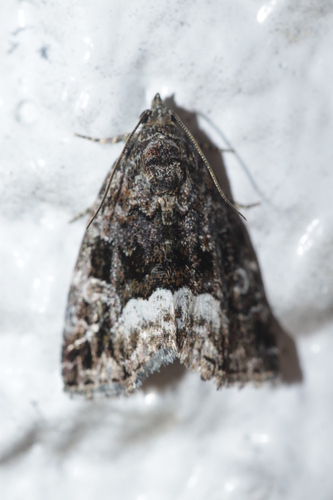 Marbled White-spot photo 4