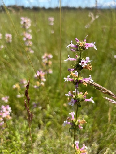 Peck's Penstemon (Penstemon peckii)
