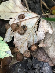 Pediaspis aceris