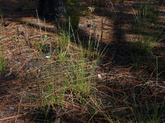 Aristida stricta