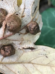 Pediaspis aceris