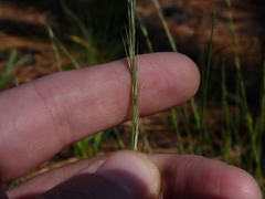 Aristida stricta