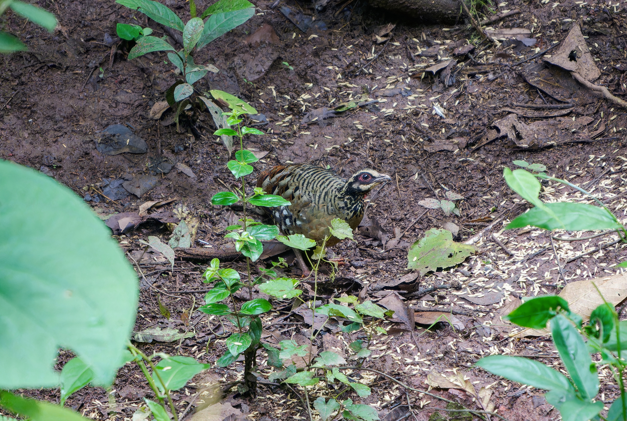 Bar-backed Partridge