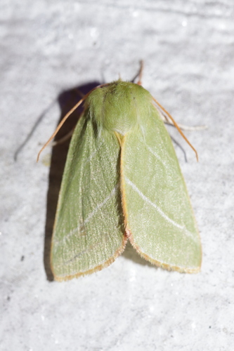 Green Silver-lines photo 6