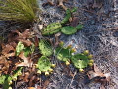 Opuntia mesacantha