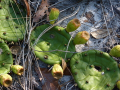 Opuntia mesacantha