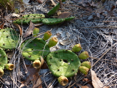 Opuntia mesacantha