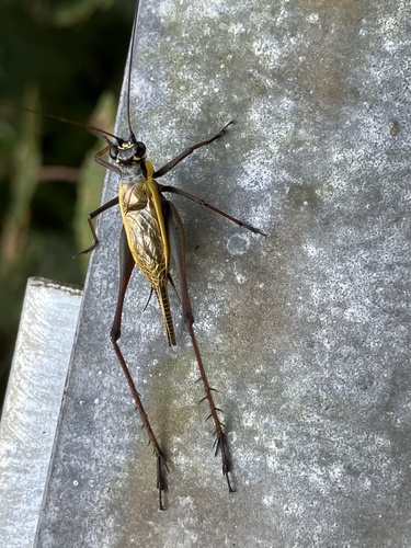 Nisitrus musicus observed 2025-06-30