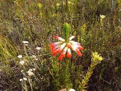 Erica regia