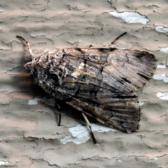 Sympistis chionanthi