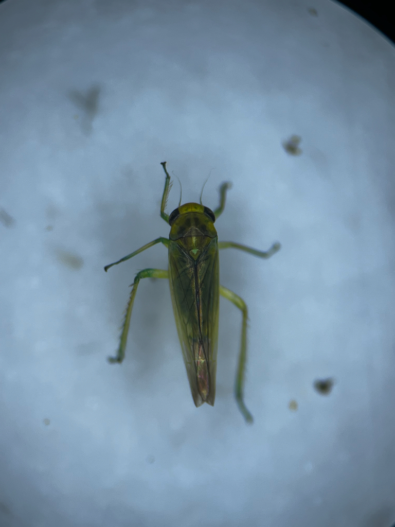 Kybos austriacus