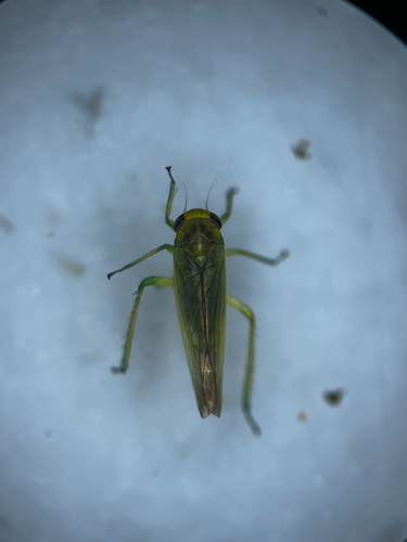 Kybos austriacus