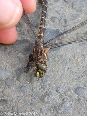 Stylurus scudderi