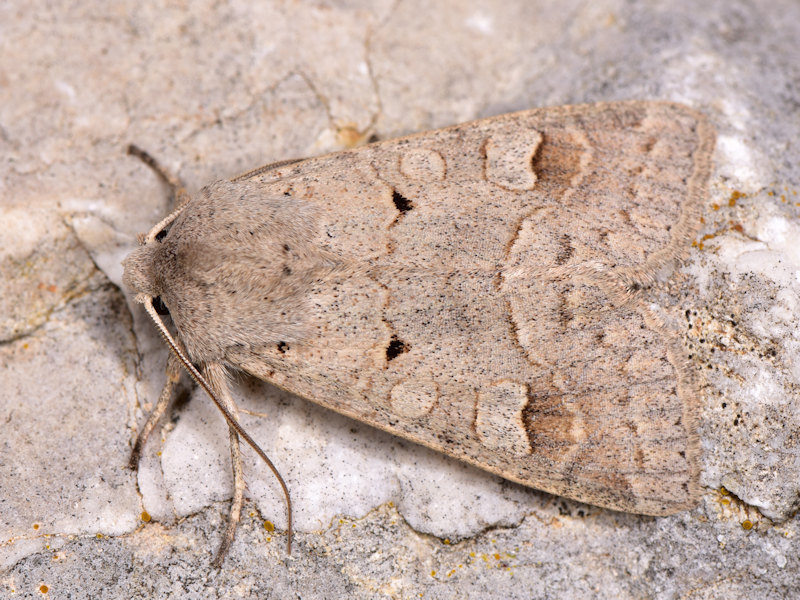 Ammoconia caecimacula
