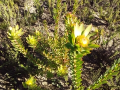 Leucadendron elimense elimense