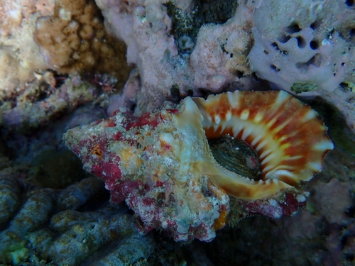 Tutufa rubeta observed 2025-07-01