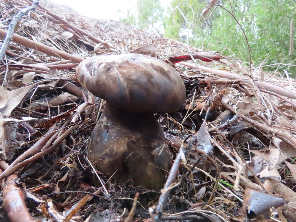 Phlebopus marginatus · June 2025 · photo: © cygnet (iNaturalist, cc-by)