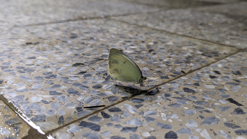 Dark-banded White