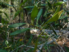 Cartrema americana