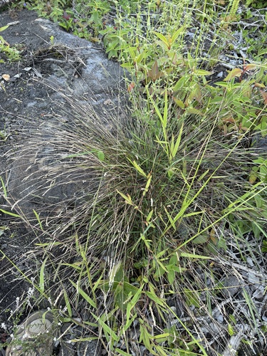 Sacciolepis indica observed 2025-06-29