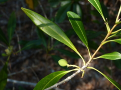 Cartrema americana