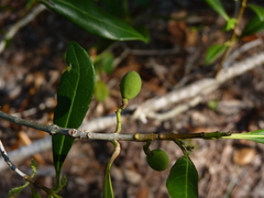 Cartrema americana