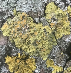 Xanthoria parietina