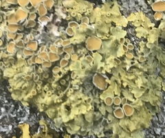 Xanthoria parietina