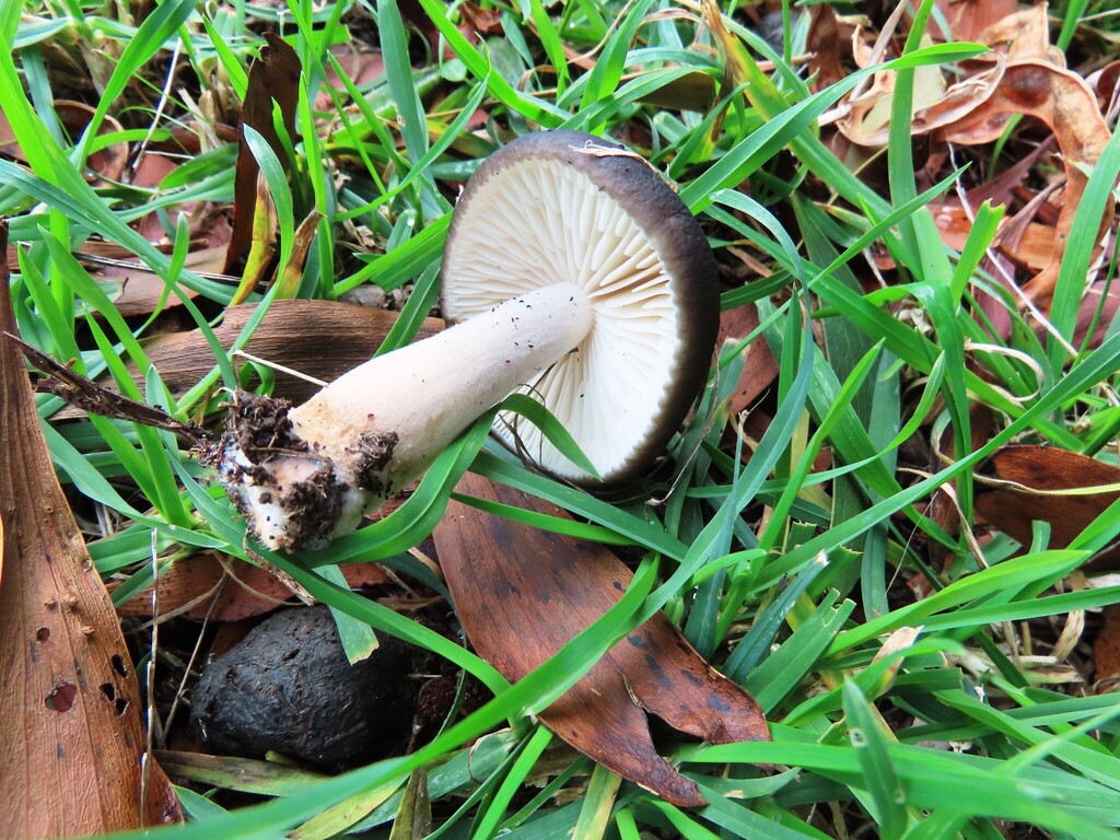 Oudemansiella gigaspora